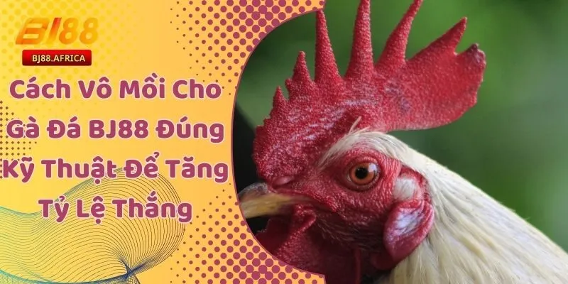 Cách Vô Mồi Cho Gà Đá BJ88 Đúng Kỹ Thuật Để Tăng Tỷ Lệ Thắng