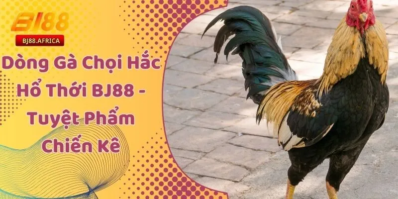 Dòng Gà Chọi Hắc Hổ Thới BJ88 - Tuyệt Phẩm Chiến Kê