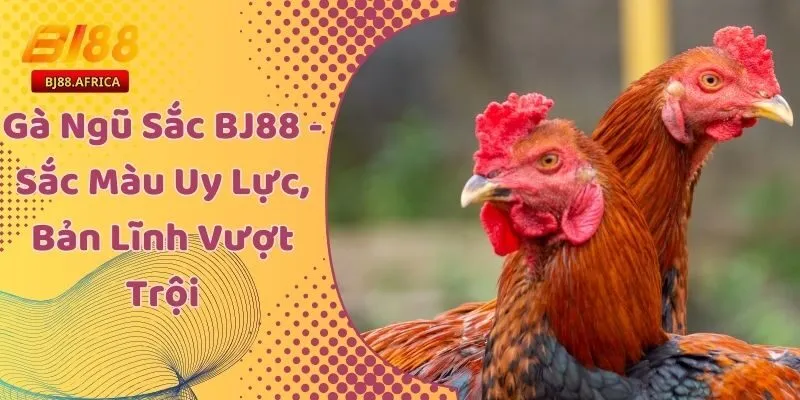 Gà Ngũ Sắc BJ88 - Sắc Màu Uy Lực, Bản Lĩnh Vượt Trội 1 Gà Ngũ Sắc BJ88 - Sắc Màu Uy Lực, Bản Lĩnh Vượt Trội
