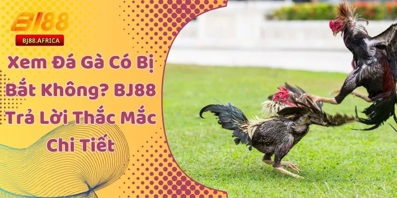 Xem Đá Gà Có Bị Bắt Không? BJ88 Trả Lời Thắc Mắc Chi Tiết