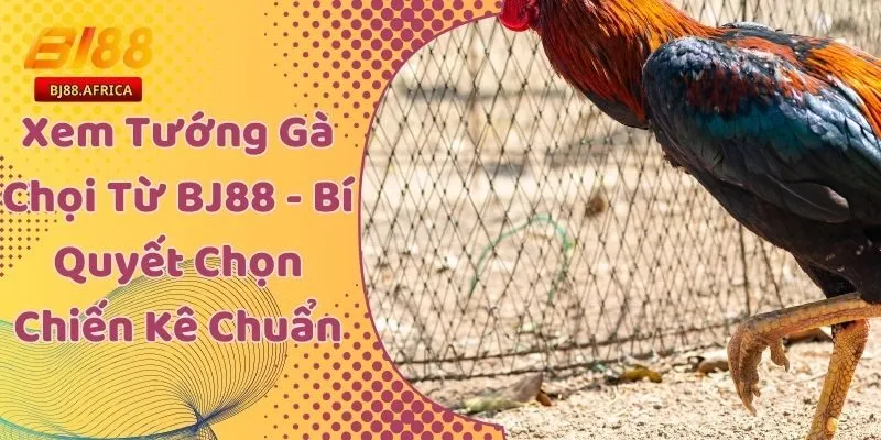 Xem Tướng Gà Chọi Từ BJ88 - Bí Quyết Chọn Chiến Kê Chuẩn